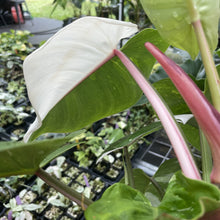 Load image into Gallery viewer, Philodendron White Princess Variegated exact plant, Fedex 2day*