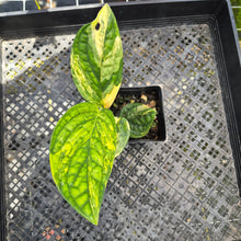 Load image into Gallery viewer, Monstera Peru "Karstenianum", Exact Plant Variegated Ships Nationwide