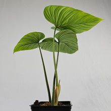 Load image into Gallery viewer, Philodendron Mamei, Exact Plant Ships Nationwide