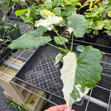 Load image into Gallery viewer, Alocasia Odora, Okinawa Silver, Exact Plant Variegated Ships Nationwide