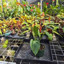 Load image into Gallery viewer, Anthurium Veronica green, speckled, Exact Plant, Ships Nationwide