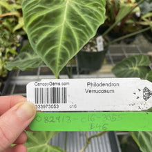 Load image into Gallery viewer, Philodendron Verrucosum exact plant, Fedex 2day*