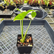 Load image into Gallery viewer, Alocasia Odora, Okinawa Silver, Exact Plant Variegated Ships Nationwide