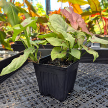 Load image into Gallery viewer, Syngonium Strawberry Milk, Exact Plant Variegated Ships Nationwide
