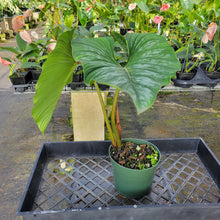 Load image into Gallery viewer, Philodendron Plowmanii, Exact Plant Ships Nationwide
