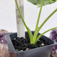 Load image into Gallery viewer, Alocasia Frydek Variegated 2.5" Pot, Fedex 2 day*