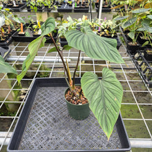 Load image into Gallery viewer, Philodendron Plowmanii exact plant, Fedex 2day*