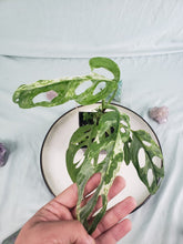Load image into Gallery viewer, Mint Indonesia, exact plant, variegated Monstera Adansonii, ships nationwide
