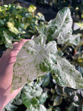 Load image into Gallery viewer, Alocasia Macrorrhiza Camouflage variegated 2.5" pot, Fedex 2day*