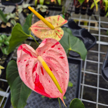 Load image into Gallery viewer, Anthurium Shibori, Exact Plant Variegated Ships Nationwide