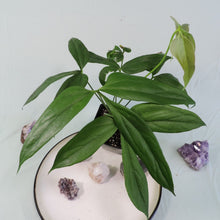 Load image into Gallery viewer, Anthurium Clavigerum 4" pot, Fedex 2day*