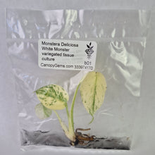 Load image into Gallery viewer, Monstera Deliciosa White Monster variegated tissue culture 2DayAir