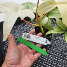 Load image into Gallery viewer, Philodendron Florida Ghost, Exact Plant Ships Nationwide