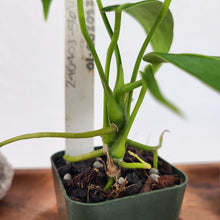 Load image into Gallery viewer, Anthurium Warocqueanum, Queen 2.5" Pot, Fedex 2 day*