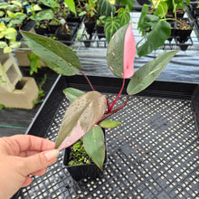 Load image into Gallery viewer, Philodendron Pink Princess Variegated exact plant, Fedex 2day*