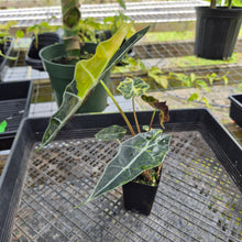 Load image into Gallery viewer, Alocasia Sanderiana Bull Aurea, Exact Plant Variegated