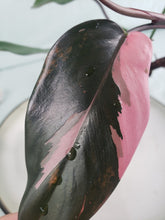 Load image into Gallery viewer, Pink Princess, exact plant, variegated Philodendron, ships nationwide