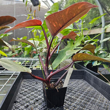 Load image into Gallery viewer, Philodendron Orange Princess, Exact Plant Variegated