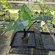 Load image into Gallery viewer, Alocasia Macrorhizza Black Stem, Exact Plant Variegated