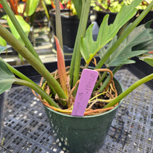 Load image into Gallery viewer, Philodendron Orchid Jungle, Exact Plant Ships Nationwide
