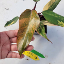 Load image into Gallery viewer, Philodendron Strawberry Shake, Exact Plant Variegated Ships Nationwide