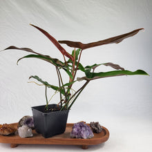 Load image into Gallery viewer, Philodendron Mexicanum 4" pot, Fedex 2 day*