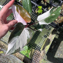Load image into Gallery viewer, Philodendron Red Anderson Variegated 2.5" pot, Fedex 2day*