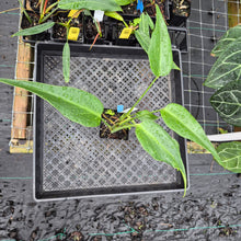 Load image into Gallery viewer, Monstera Burle Marx Flame, Exact Plant Ships Nationwide