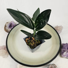 Load image into Gallery viewer, Scindapsus Treubii Dark Form 2.5" Pot, Fedex 2 day*