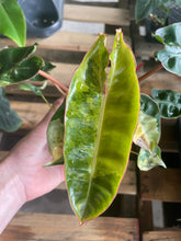 Load image into Gallery viewer, Philodendron Billietiae variegated 4" pot 2DayAir*