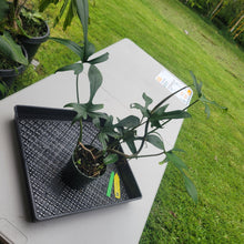 Load image into Gallery viewer, Philodendron Quercifolium x Pedatum, Exact Plant Ships Nationwide