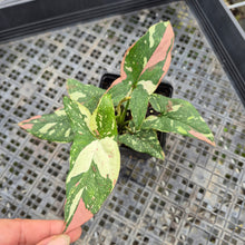Load image into Gallery viewer, Syngonium Red Spot Tricolor Variegated exact plant, Fedex 2day*