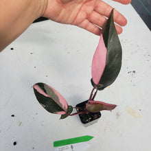 Load image into Gallery viewer, Philodendron Pink Princess, Exact Plant Variegated Ships Nationwide