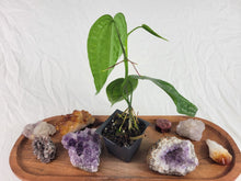 Load image into Gallery viewer, Anthurium Sp. Limon, Exact Plant Ships Nationwide