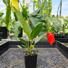 Load image into Gallery viewer, Anthurium Scherzerianum "Pig Tail" 2.5" Pot, Fedex 2 day*