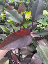 Load image into Gallery viewer, Philodendron Orange Princess Variegated 4" pot, Fedex 2day*