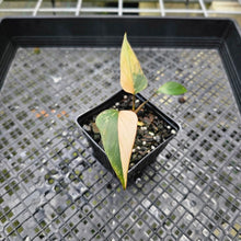 Load image into Gallery viewer, Homalomena Rubescens Pink Diamond, Exact Plant Variegated