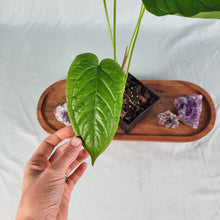 Load image into Gallery viewer, Anthurium Propinquum 4" pot, Fedex 2 day*