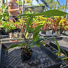Load image into Gallery viewer, Philodendron 69686 Bette Waterbury, Exact Plant Ships Nationwide