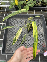 Load image into Gallery viewer, Philodendron Holtonianum Variegated exact plant, Fedex 2day*
