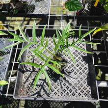 Load image into Gallery viewer, Philodendron Tortum, Exact Plant Wide Form