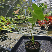 Load image into Gallery viewer, Anthurium Peppermint Splash, Shibori AFF, speckled , Exact Plant