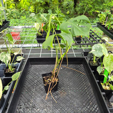 Load image into Gallery viewer, Monstera Sierrana Hawaii Clone, Exact Plant Ships Nationwide