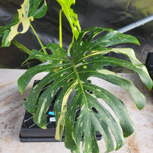 Load image into Gallery viewer, Monstera Thai Constellation, Exact Plant Variegated Ships Nationwide