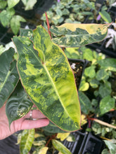 Load image into Gallery viewer, Philodendron Billietiae variegated 4" pot 2DayAir*