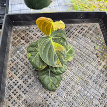 Load image into Gallery viewer, Philodendron Melanochrysum, Exact Plant Variegated Ships Nationwide