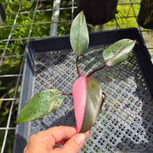 Load image into Gallery viewer, Philodendron Pink Princess, Exact Plant Variegated Ships Nationwide