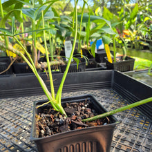 Load image into Gallery viewer, Philodendron Polypodoides, Exact Plant Ships Nationwide
