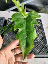 Load image into Gallery viewer, Philodendron Radiatum, Exact Plant Variegated Ships Nationwide