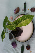 Load image into Gallery viewer, Variegated Syngonium Panda Exact Plant